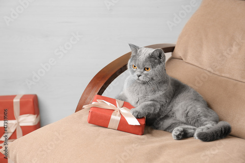 British cat with a gift on a light background