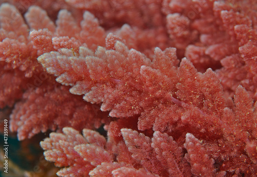 Unknown red algae  Anacapa Island  Channel Islands National Park  California  USA