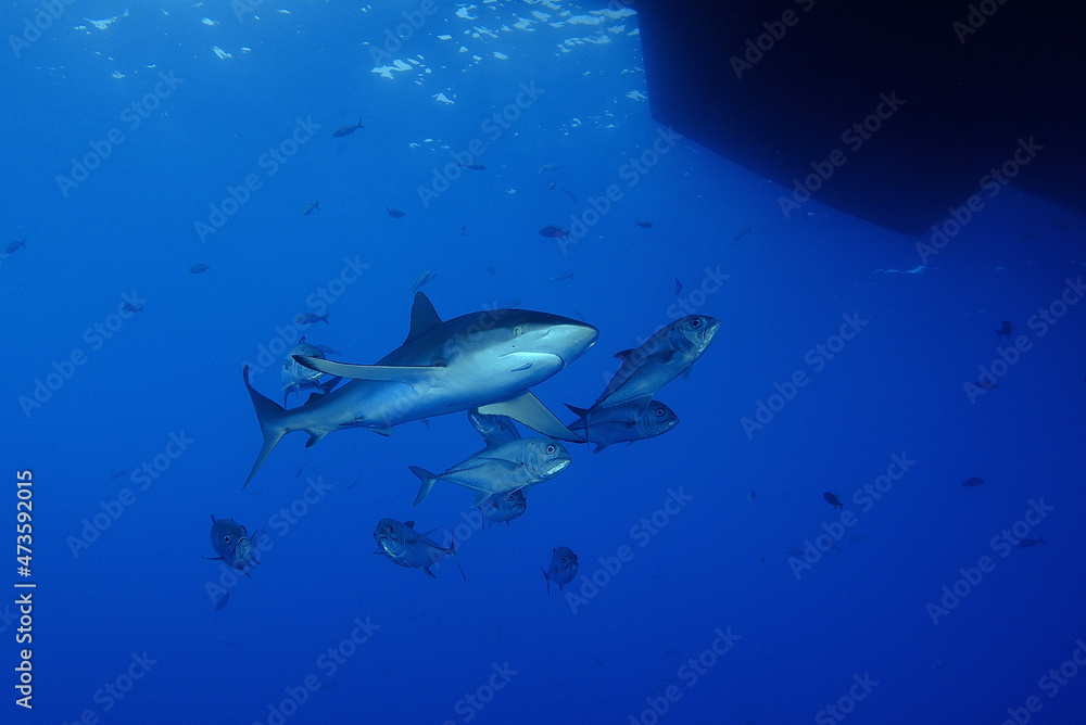 Silky shark, Carcharhinus falciformis, with bigeye trevally, Caranx sexfasciatus, under boat, Revillagigedo Islands, Socorro Island, Mexico