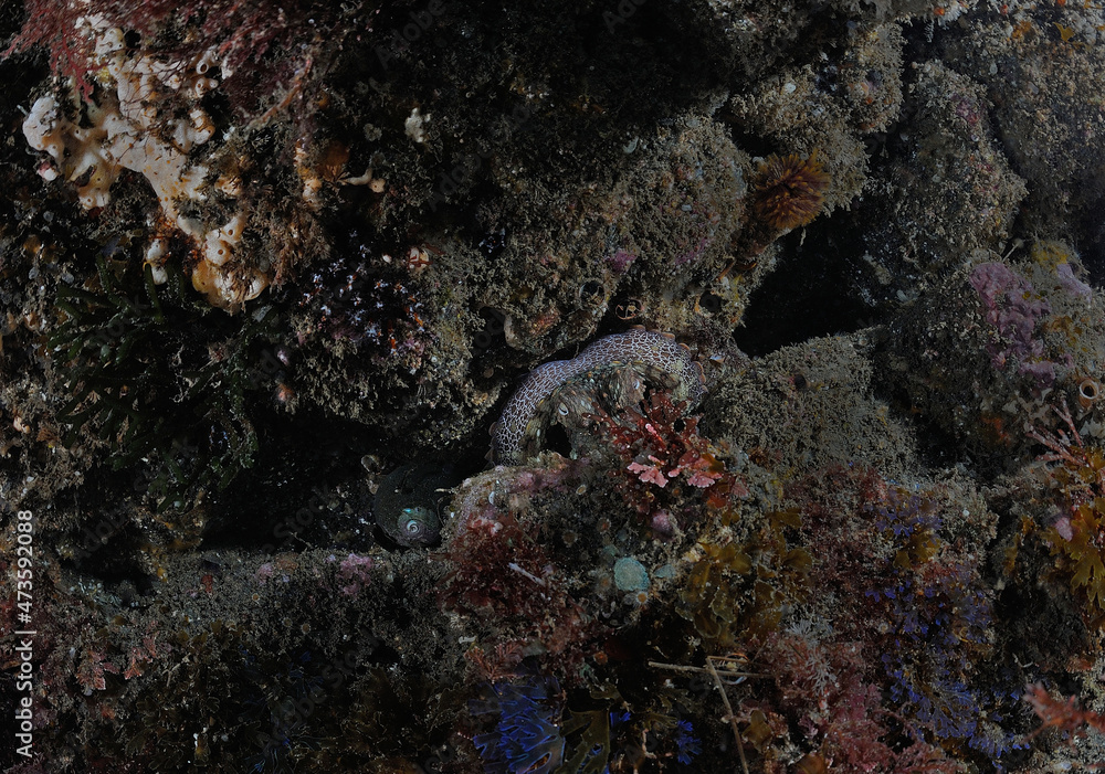 Octopus, Octopus spp, lodged in crack of rock, Anacapa Island, California, USA Octopus, Octopus spp, lodged in crack of rock, Anacapa Island, California, USA