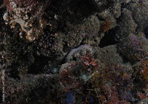 Octopus  Octopus spp  lodged in crack of rock  Anacapa Island  California  USA