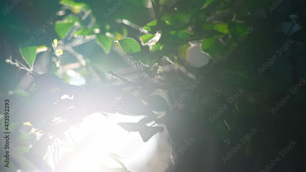 Background of tropical tree leaves swaying in the breeze with patterns forming from their shape and the way sunlight and shadow is falling on the leaves. Background of tropical tree leaves swaying in the breeze with patterns forming from their shape and the way sunlight and shadow is falling on the leaves.