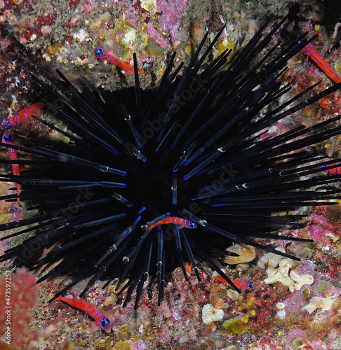 Giant red urchin, Stroggylocentrotus franciscanus, with a group of blue banded gobies, Lythrypnus dalli, Anacapa Island, Channel Islands National Park, California, USA photo