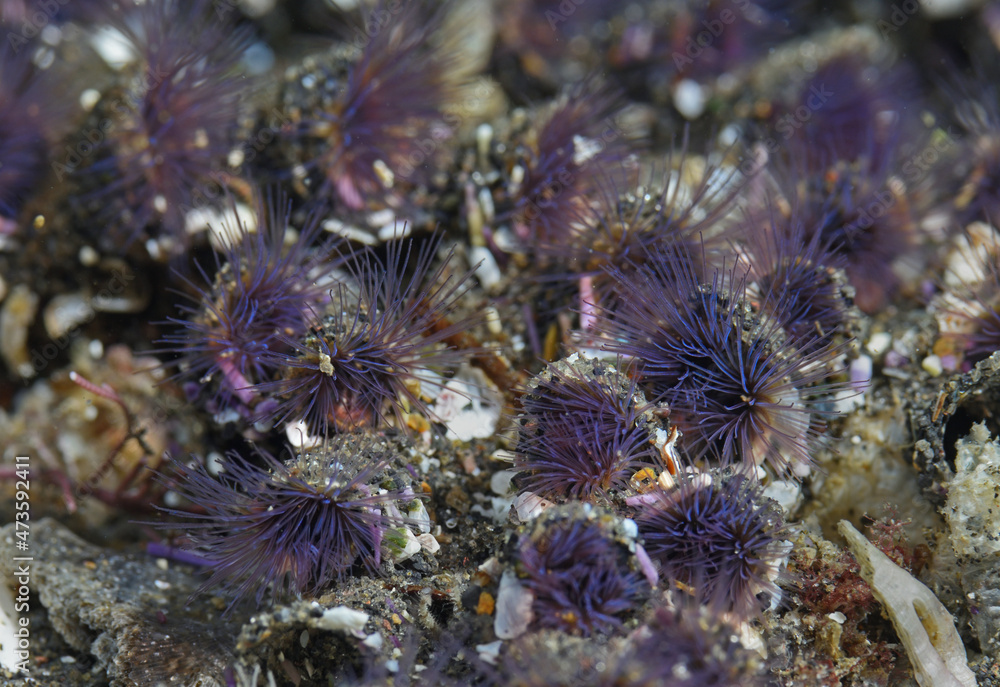Obraz premium Colonial sand tube worms, Phragmatopoma californica, Anacapa Island, California, USA