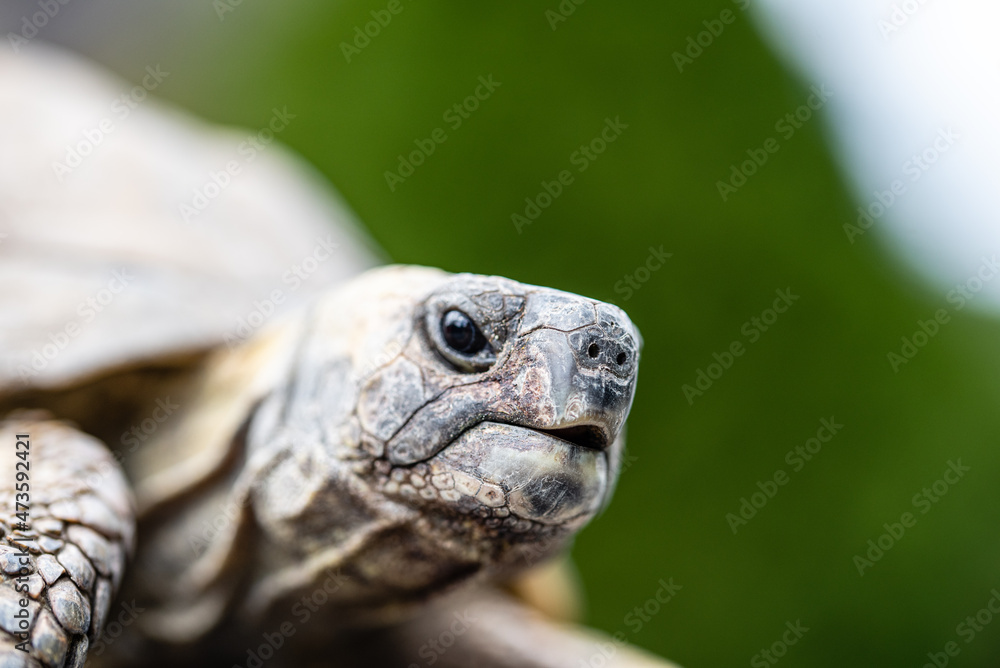 Kopf einer Griechischen Landschildkröte Kopf einer Griechischen Landschildkröte