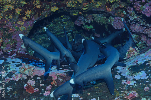 Whitetip sharks, Triaenodon obesus, sleeping in cave, Revillagigedo Islands, Roca Partida, Mexico photo