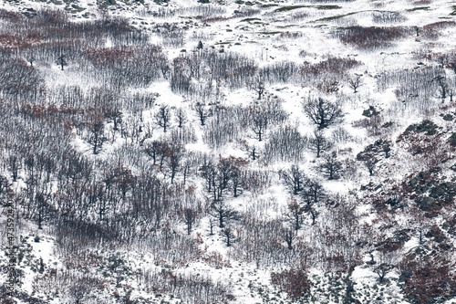 Firsts snows in the Ocejon Mountain during an Autumn day showing a pattern of trees and snow photo