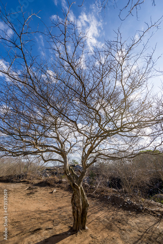 Tree without foliage due to drought in the interior of Paraiba  Brazil.