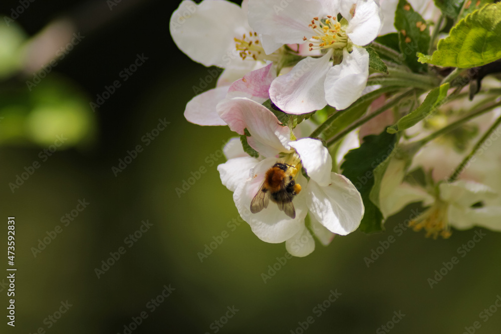 bee collects nectar on the flowers of white blooming apple. Anthophila, Apis mellifera bee collects nectar on the flowers of white blooming apple. Anthophila, Apis mellifera