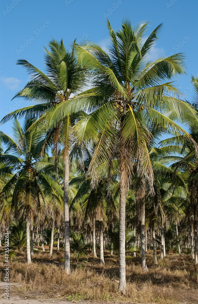 Coconut grove in Lucena, Paraiba, Brazil on August 24, 2004. Coconut grove in Lucena, Paraiba, Brazil on August 24, 2004.