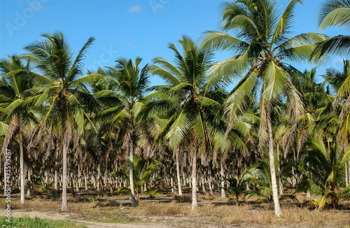 Coconut grove in Lucena  Paraiba  Brazil on August 24  2004.