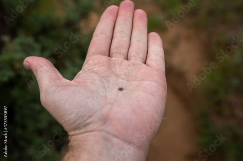 Small tick in the palm of an caucasian hand © Willem