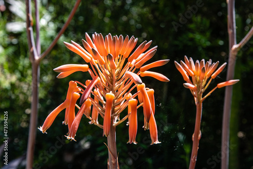 Blüte einer Aloe maculata photo