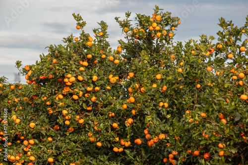 Oranges on Trees