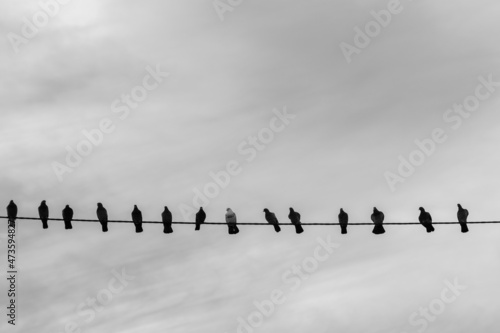 Black and White Birds on Power Lines