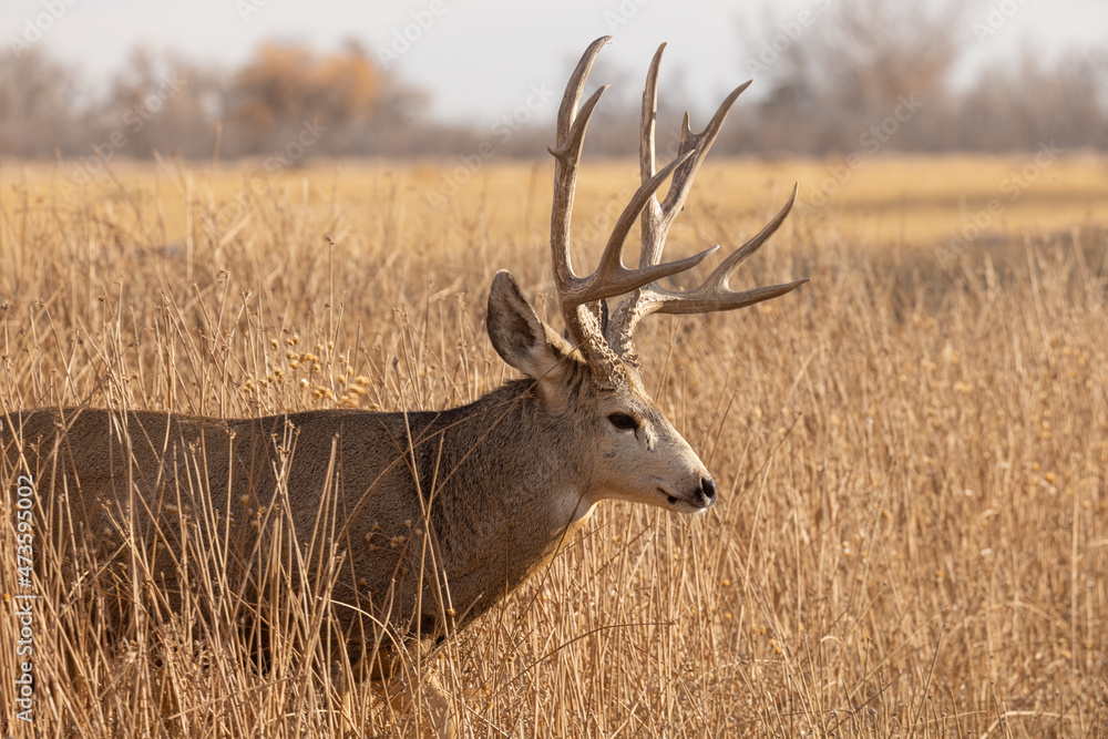 Fototapeta premium Buck Mule Deer in Autumn in Colorado