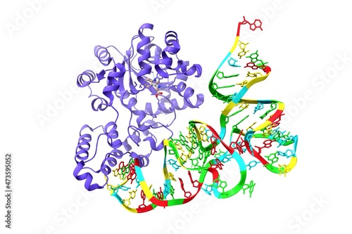 Structure of human tryptophanyl-tRNA synthetase in complex with tRNA Trp . 3D cartoon model  PDB 2ake  white background.