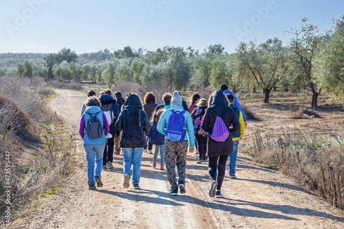 A group of hikers walking between fields of olive groves