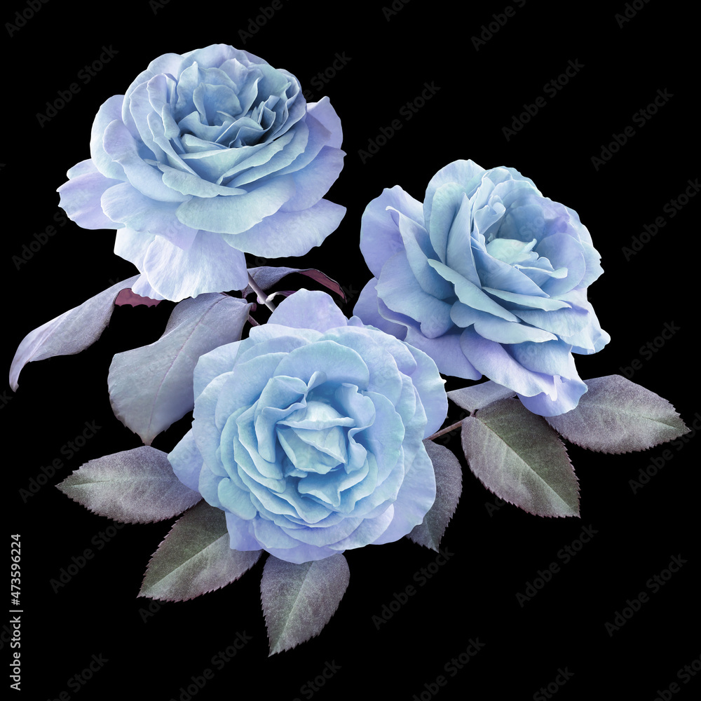 Naklejka premium Blue roses isolated on black background. Floral arrangement, bouquet of garden flowers. Can be used for invitations, greeting, wedding card.