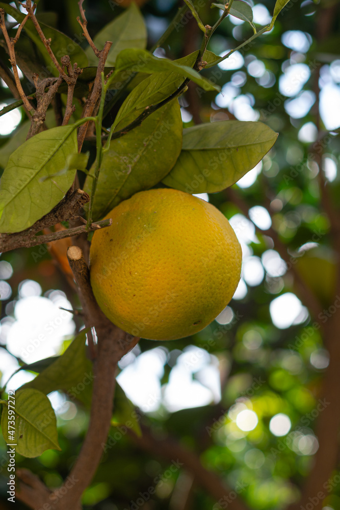Fruits of an orange tree, sun-ripened citrus fruit in a plantation. Organic oranges