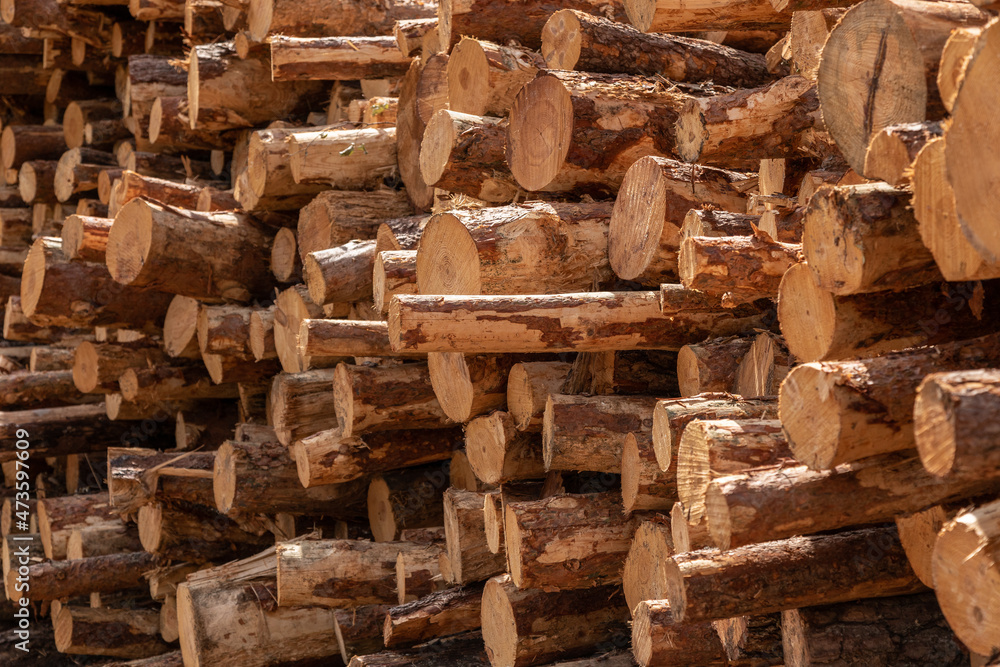 Pile of logs in the forest. Forest management Pile of logs in the forest. Forest management
