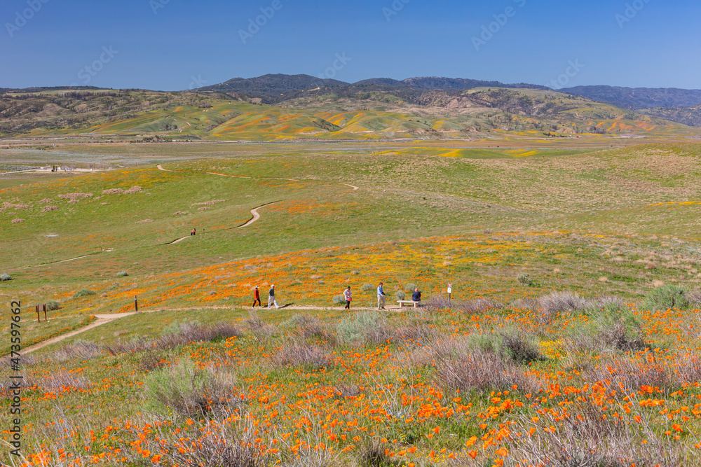 Fototapeta premium Wild flower blossom at Antelope Valley