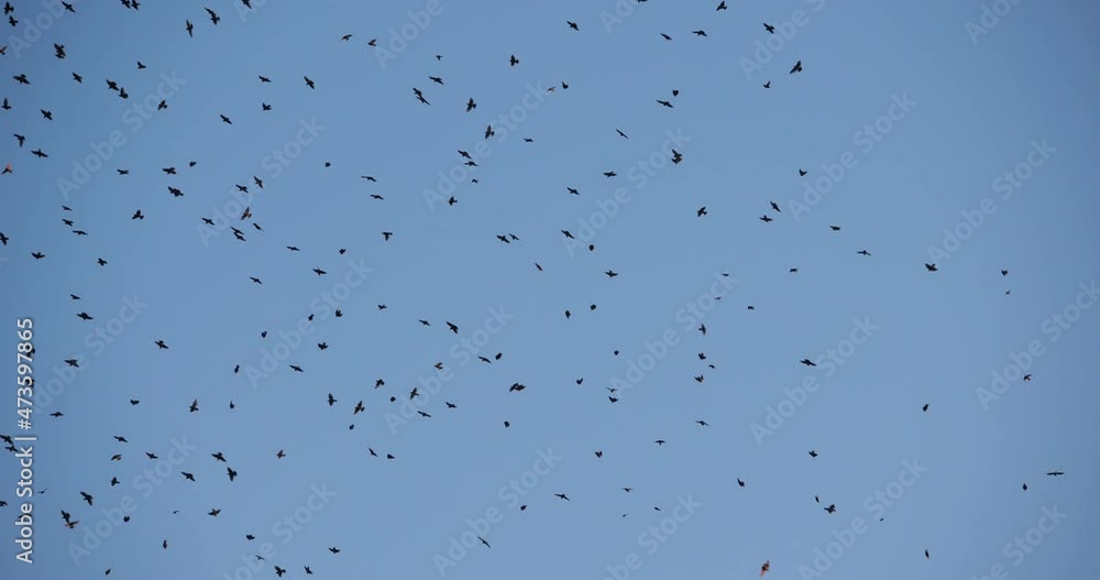 Flock of birds, Starlings (Sturnus vulgaris) surrounding their sleeping tree. France Flock of birds, Starlings (Sturnus vulgaris) surrounding their sleeping tree. France