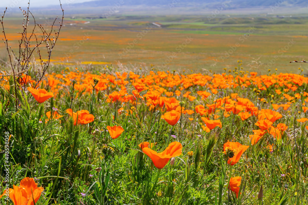 Obraz premium Wild flower blossom at Antelope Valley