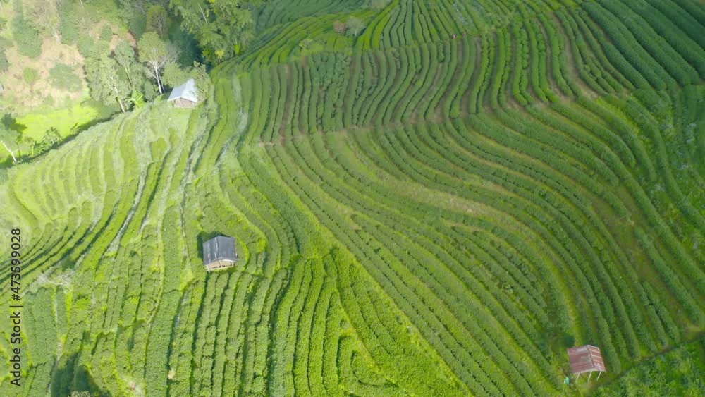 Aerial top view of green fresh tea or strawberry farm, agricultural plant fields in Asia. Rural area. Farm pattern texture. Nature landscape background. Chiang Mai, Thailand. Aerial top view of green fresh tea or strawberry farm, agricultural plant fields in Asia. Rural area. Farm pattern texture. Nature landscape background. Chiang Mai, Thailand.
