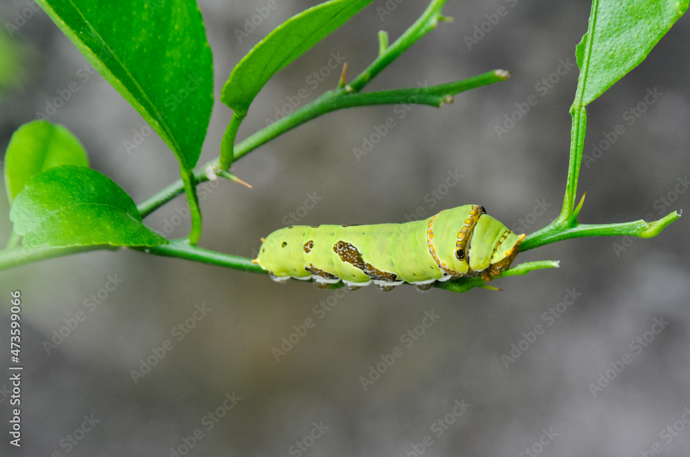 green caterpillar on a leaf green caterpillar on a leaf
