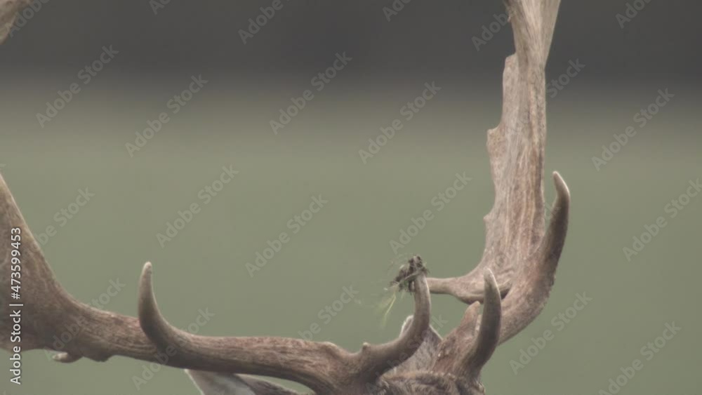 fallow deer rutting season in denmark fallow deer rutting season in denmark