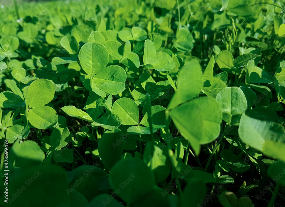 Green dense lawn of creeping white clover. High quality photo Green dense lawn of creeping white clover. High quality photo