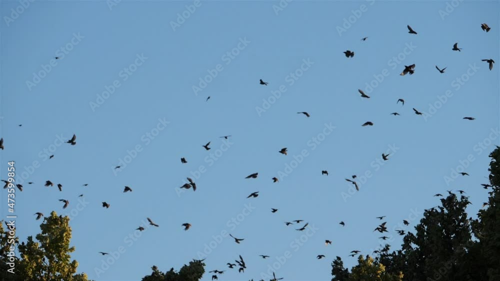 Flock of birds, Starlings (Sturnus vulgaris) surrounding their sleeping tree. France Flock of birds, Starlings (Sturnus vulgaris) surrounding their sleeping tree. France