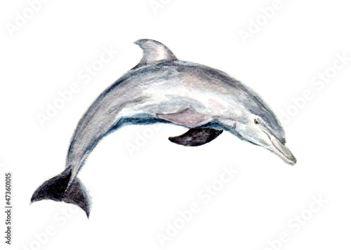 Print op canvas dolphin jumping on a white background watercolor