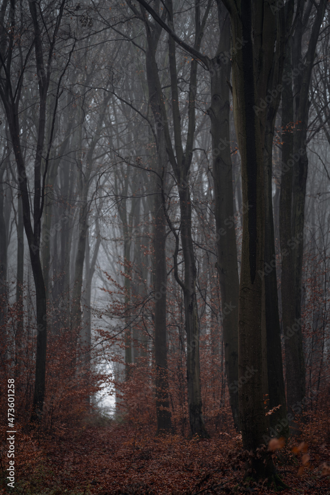 mroczny jesienny las - obrazy, fototapety, plakaty 