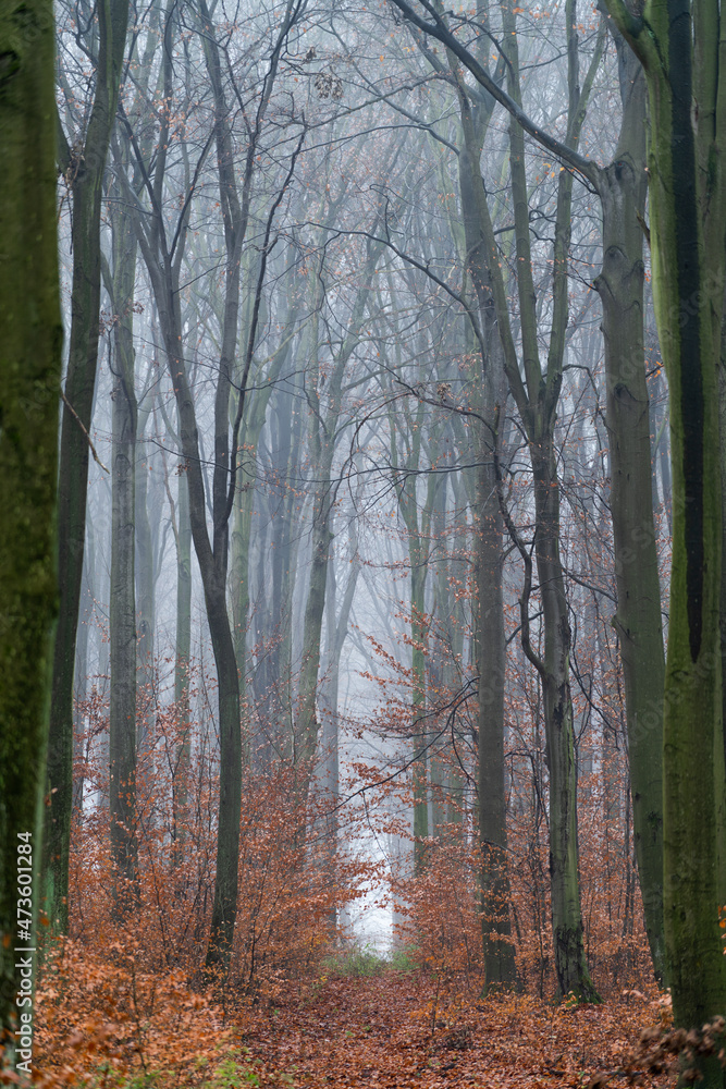 mroczny jesienny las