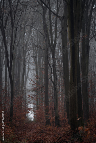 mroczny jesienny las