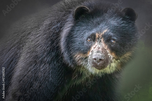 portrait of a south american black bear photo