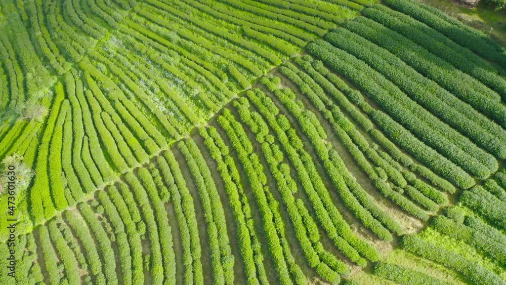 Aerial top view of green fresh tea or strawberry farm, agricultural plant fields in Asia. Rural area. Farm pattern texture. Nature landscape background. Chiang Mai, Thailand. Aerial top view of green fresh tea or strawberry farm, agricultural plant fields in Asia. Rural area. Farm pattern texture. Nature landscape background. Chiang Mai, Thailand.