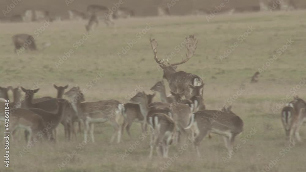 fallow deer rutting season in denmark fallow deer rutting season in denmark