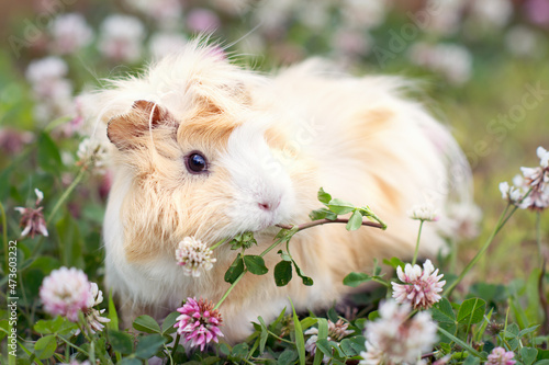 Foto guinea pig