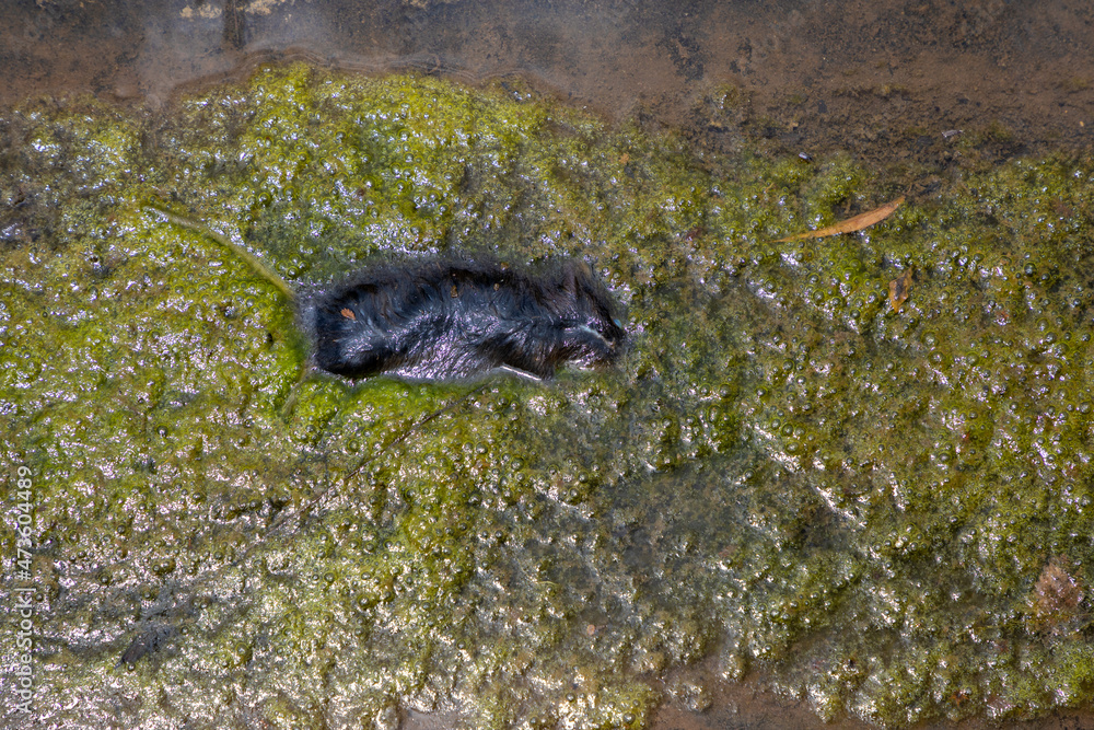 Dead rat busy decomposing in water and green algae Dead rat busy decomposing in water and green algae