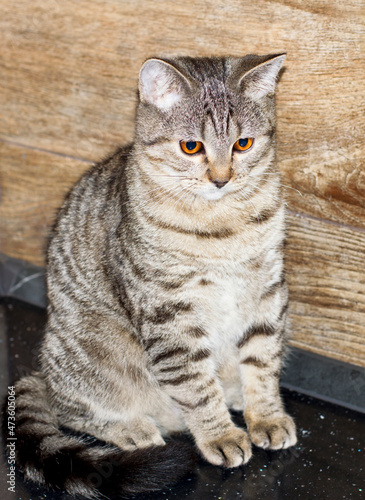 Fototapeta Naklejka Na Ścianę i Meble -  golden tiger tabi scottish kitten