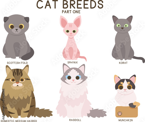 Vector set of cat breeds (Part one): Scottish Fold, Ragdoll, Korat, Sphynx, Domestic Medium Haired and Munchkin.
 photo