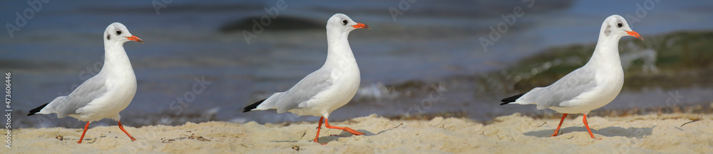Eine Lachmöwe an der Ostsee. Lachmöwen sind eine kleinere Art von Möwen, sie werden nicht ganz so groß. Eine Lachmöwe an der Ostsee. Lachmöwen sind eine kleinere Art von Möwen, sie werden nicht ganz so groß.