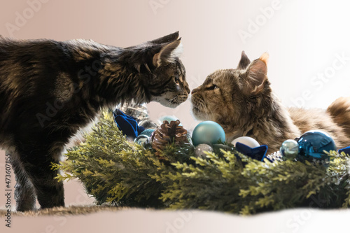 Katzenkuss im Weihnachtskranz © Nadine Haase