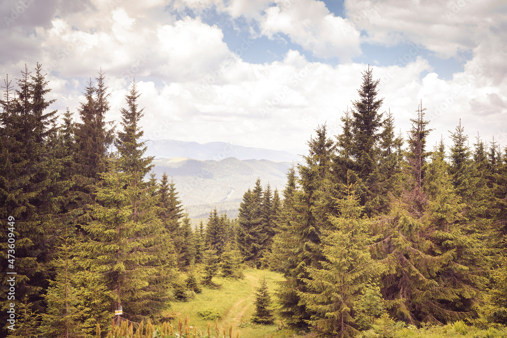 Panorama of a beautiful view of a mountain range with fir trees