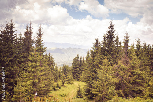 Panorama of a beautiful view of a mountain range with fir trees © Olena Poberezhna