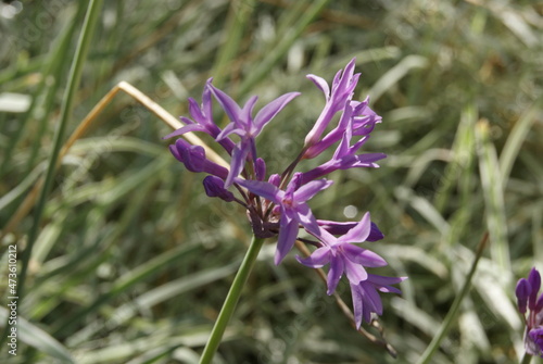 Wallpaper Mural purple flower in the garden Torontodigital.ca