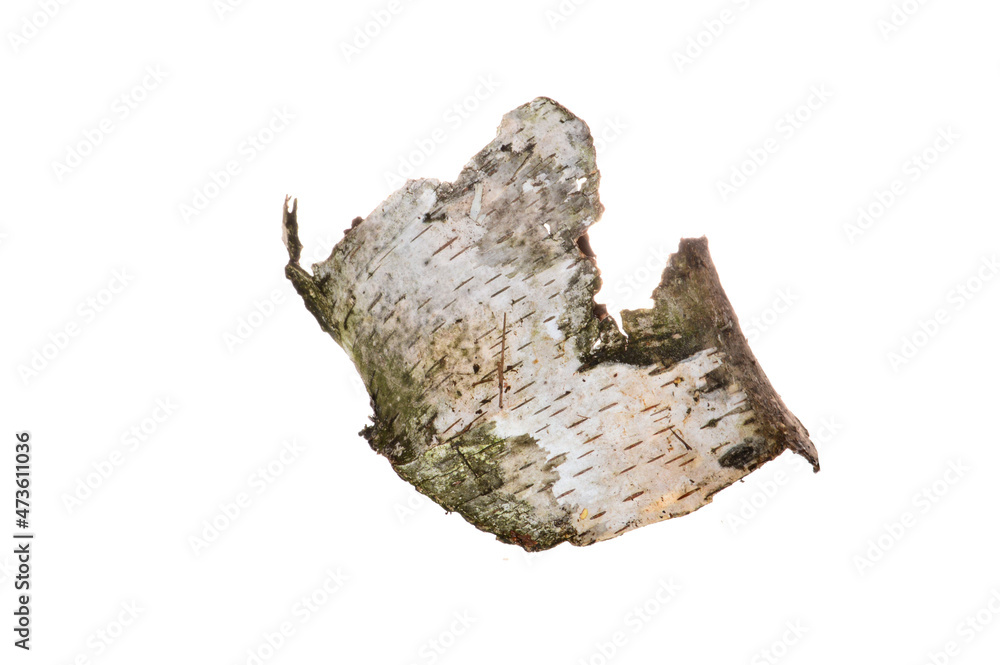 Obraz premium birch bark isolated on white background